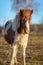 Pinto colored Icelandic horse foal in spring sunlight