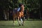 Pinto gelding horse galloping in green field