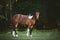 Pinto gelding horse standing in green field in paddock on forest background