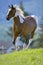 Pinto Horse