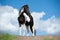 Pinto horse with blue sky background behind