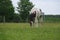 Pinto horse on farm