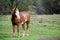 Pinto horse in the field