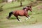 Pinto horse gallop powerful free in meadow