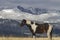 Pinto horse in grass field; snow on Wyoming mountains