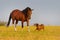 Pinto horse play with dog