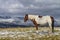 Pinto horse standing in pasture, Wyoming