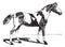 Pinto horse, vintage engraving
