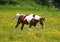 Pinto horse in a yellow field