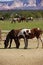 Pinto and other brown horses on a desert ranch