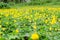 Pinto peanut flower in garden