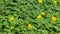 Pinto peanut flower and water drops in garden