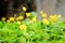 Pinto Peanut plant Small yellow flower