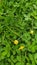 Pinto Peanuts flowers with dew on the leaves. The leaves are emerald green and the flowers are bright yellow. Arachis pintoi.