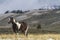 Pinto ranch horse in pasture, Wyoming mountains