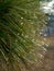 Pinus armandii with drops. Armand`s Pine branch