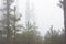 Pinus canariensis. Misty foggy forest in Tenerife, Spain, winter weather