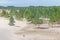 Pinus elliottii forest being covered by dunes at Lagoa dos Patos lake