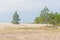 Pinus elliottii forest beingcovered by dunes at Lagoa dos Patos