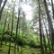 Pinus forest bogor