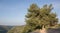 Pinus halepensis, west Galilee