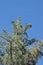 Pinus Lambertiana Ovulate Cone - San Jacinto Mtns - 061322