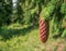 Pinus lambertiana or sugar pine cone. Close up with a pine cone in a tree