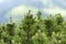 Pinus mugo bog pine, creeping pine, dwarf mountain pine, mugo pine, mountain pine, scrub mountain pine in the Carpathian Mountai