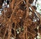 Pinus Pinaster Or Maritime Pine With Cones