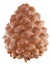 Pinus pinea (stone pine) cone,