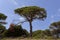 Pinus pinea, Umbrella pine Corsica, France