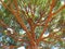 Pinus pinea umbrella pine treetop