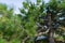 Pinus radiata, the Monterey pine or insignis pine in bloom. Bud pollination pinecone on pinus branches.