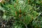 Pinus radiata, the Monterey pine or insignis pine in bloom. Close-up of bud pollination pinecone on pinus branches.