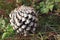 Pinus roxburghii-Pinus Placed on ground front angle shot-Closeup of Pinus-Natural Pinus roxburghii blooming