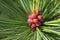 Pinus sibirica. Needles and flowering of Siberian pine