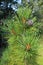 Pinus sibirica. Siberian cedar summer day