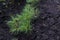 Pinus sibirica, young Siberian pine or Siberian cedar seedlings