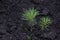 Pinus sibirica, young Siberian pine or Siberian cedar seedlings