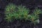 Pinus sibirica, young Siberian pine or Siberian cedar seedlings