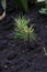 Pinus sibirica, young Siberian pine or Siberian cedar seedlings
