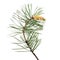 Pinus sylvestris branch