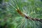 Pinus sylvestris - pine branch and needles