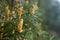 Pinus sylvestris Scotch pine European red pine Scots pine or Baltic pine closeup macro selective focus branch with cones