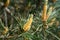 Pinus sylvestris Scotch pine European red pine Scots pine or Baltic pine closeup macro selective focus branch with cones