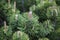 Pinus sylvestris Scotch pine European red pine Scots pine or Baltic pine closeup macro selective focus branch with cones