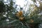 Pinus sylvestris Scotch pine European red pine Scots pine or Baltic pine closeup macro selective focus branch with cones