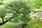 Pinus thunbergii tree, stone lantern in Japanese garden