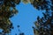 pinus tree and blue sky background