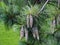Pinus wallichiana - bhutan pine, blue pine
